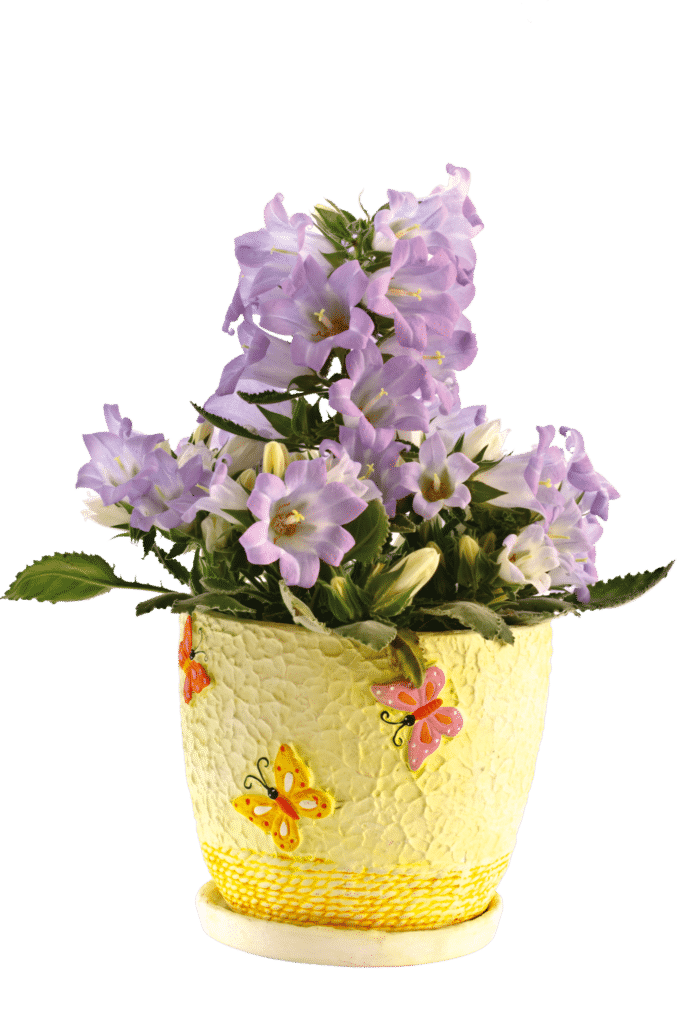 flor goivo_shutterstock_75566746_Peredniankina