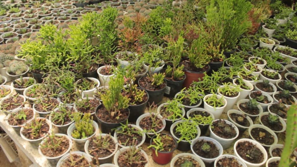 Atmosphera retoma o cultivo de cactos e suculentas
