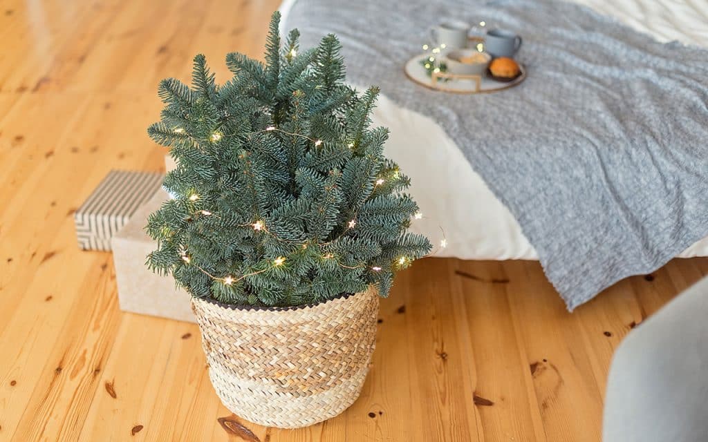 Separamos alguns modelos de árvore de natal para você se inspirar 2 Minimalista gostua Shutterstock.com 1024x640 - Separamos alguns modelos de árvore de natal para você se inspirar