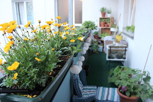 revistaSIM Paisagimos Jardins Pequenos Espaco Credito iwand Shutterstock - Confira 7 dicas para montar um jardim em espaços pequenos