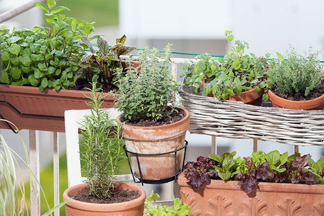 revistaSIM Paisagimos Jardins Pequenos Horta Credito Franz Peter Rudolf Shutterstock - Confira 7 dicas para montar um jardim em espaços pequenos