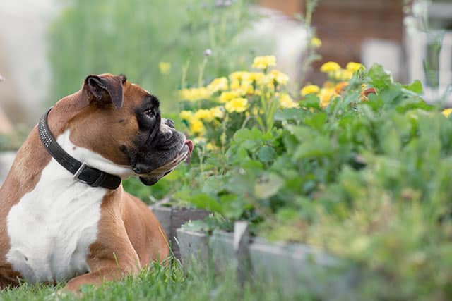 revistaSIM Paisagimos Jardins Pequenos Plantas e pets Credito kochabamba Shutterstock - Confira 7 dicas para montar um jardim em espaços pequenos